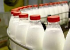 Рост продуктивности молочного стада в Томской области за 8 месяцев превысил 6% 
